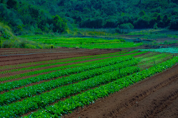 Obraz premium Expansive view of a large vegetable farm plantation with rows of fresh, green leafy vegetables under bright sunlight. Fertile soil and healthy crops in a rural farming area.