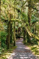 Lush Ferns Along a Forest Path – Tranquil Woodland Walk