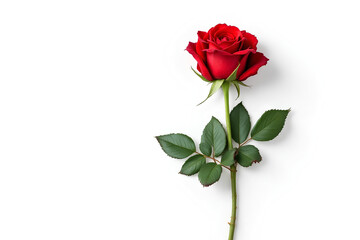 Fototapeta premium Single Red Rose Stem Valentine's Day Minimalist Photography