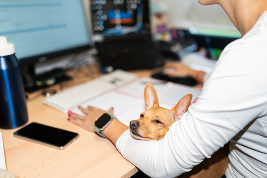Small dog sleeping on the arm of a woman working from home