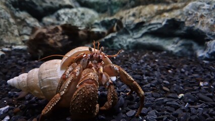 Crab cautiously peeks out of shell observing surroundings on aquarium bottom among marine life Symbol of curiosity and caution shell offers safety while crab explores underwater aquarium environment