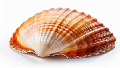 Obraz premium Sea shell isolated on white background. Shells isolated on transparent background, high resolution photography