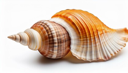 Obraz premium Sea shell isolated on white background. Shells isolated on transparent background, high resolution photography