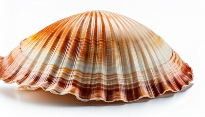 Obraz premium Sea shell isolated on white background. Shells isolated on transparent background, high resolution photography