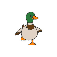 mallard duck illustration