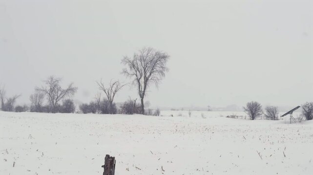 A field with trees in a snow storm