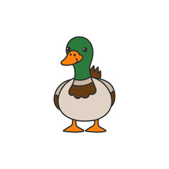 mallard duck illustration
