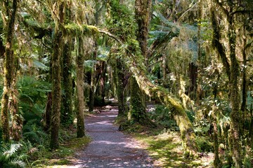 Lush Ferns Along a Forest Path – Tranquil Woodland Walk