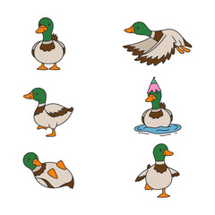 mallard duck illustration