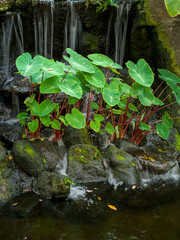 Naklejka premium Hawaiian Taro Plants Growing in a Lava Waterfall.
