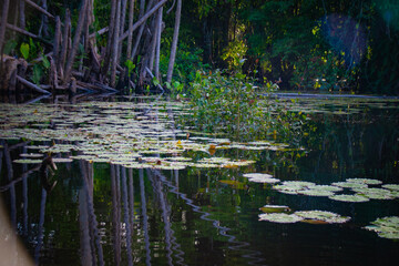 Aquatic plants and lily pads on a calm river surface surrounded by the dense Amazon rainforest, with reflections of trees in the water.
