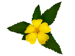 yellow flower with green leaves