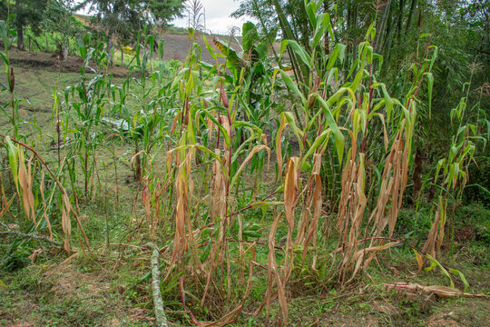 Small Cornfield Plantation 