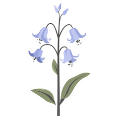 Bluebell flower illustration bluebell vector