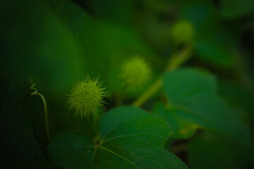 Close-up of a spiky green seed pod among leaves in a dark background.