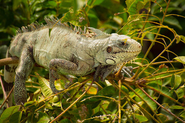 Fototapeta premium Close-up of a green iguana (Iguana iguana) perched on branches.