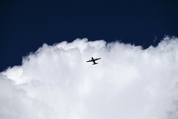 A view of blue skies and white clouds. Birds and airplanes flying in the clear sky, and the silhouettes of trees blend in with the white clouds.