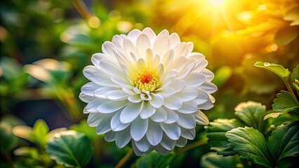 Aerial Photography of Delicate White Fading Flower in Natural Settings, Showcasing Intricate Petals and Textures, Perfect for Nature Lovers and Floral Enthusiasts â€“ High-Quality Stock Image