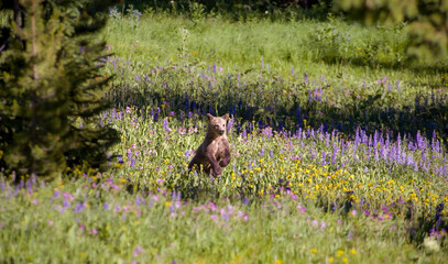 Grizzly Cub in Flowers © George Erwin Turner