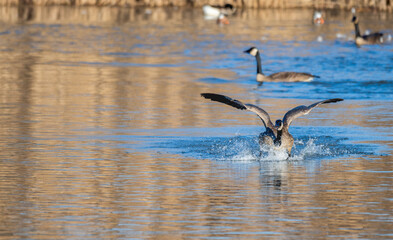 Canada goose splashes at is lands in a lake.