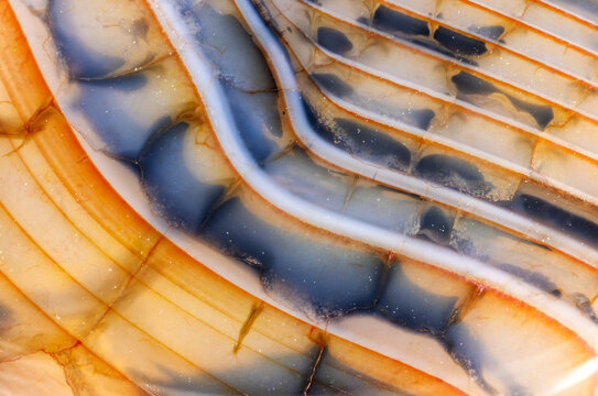 Light Brown And Blue Dragon Veins Agate Lines  