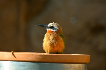 The Bee-Eater