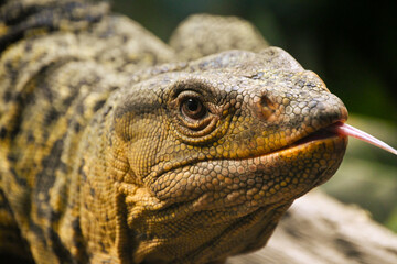 Komodo 