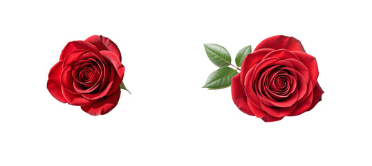 Rose Collection on Transparent Background, Elegant Flower, Romantic Floral Accent
