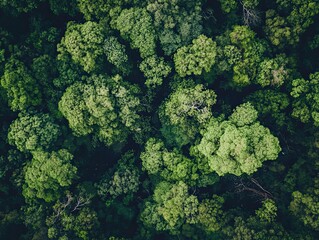 Naklejka premium Aerial view of a dense forest canopy with varied green shades and patterns