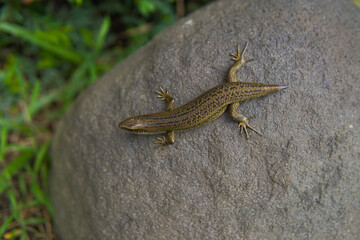 Eutropis carinata lizard on stone
