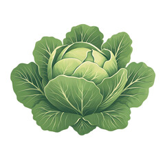 Obraz premium A detailed illustration of a fresh green cabbage with large, vibrant leaves against a black background