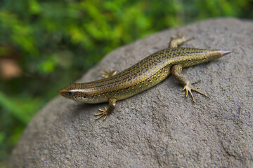 Eutropis carinata lizard on stone