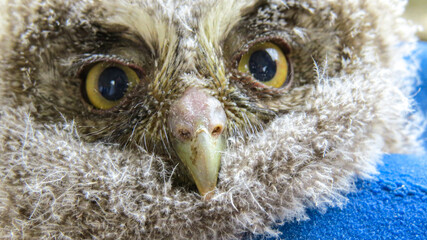 A Megascops choliba owl perched on a branch, surrounded by natural greenery.