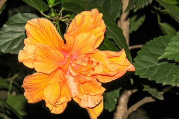 Close-up of a vibrant yellow Hibiscus flower with delicate petals and a blurred background.