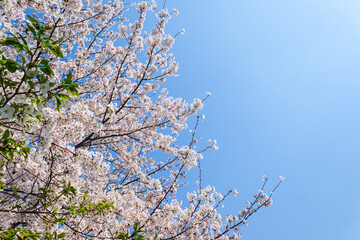 Cherry Blossoms in Full Bloom Against a Blue Sky