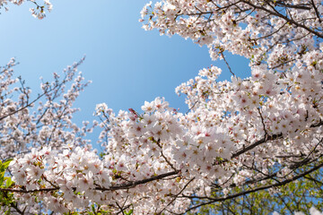 Cherry Blossoms in Full Bloom Against a Blue Sky