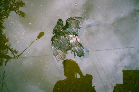Dead Bird Flying in Sky Reflection