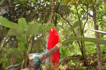 Cute red vibrant parrot live at Aviary. Chattering lory (Lorius garrulus) is a forest-dwelling parrot endemic to North Maluku, Indonesia.