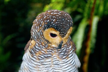 Close up view of cute Spotted Wood Owl (Strix seloputo) perch on a twig of tree.