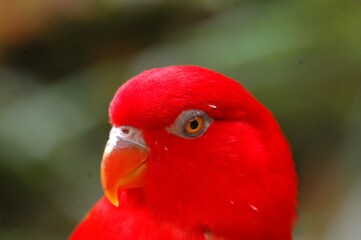 Close-up view of Red vibrant Chattering Lory ( Lorius Garrulus ) head with natural backgriund. Chattering lory is a parrot that is native to North Maluku, Indonesia
