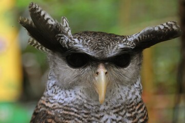 Spot-bellied Eagle-Owl or 
Ketupa nipalensis also known as the forest eagle-owl is a large bird of prey with a formidable appearance. Close up view of Spot-bellied Eagle-Owl face.
