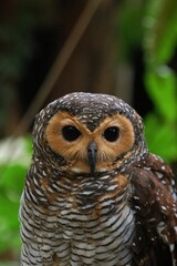 Close up view of cute Spotted Wood Owl (Strix seloputo) head with natural background.