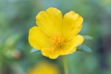 portulaca