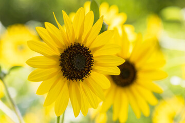 Fototapeta premium sunflower