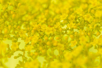 patrinia scabiosifolia