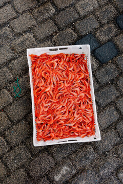 A plastic container full of freshly caught shrimp from La Santa