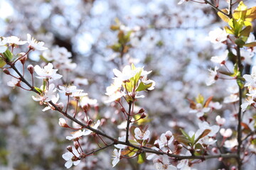 blooming cherry tree