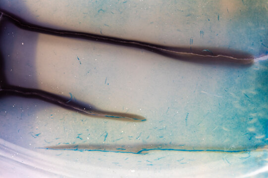 Blue Dragon Veins Agate Lines  