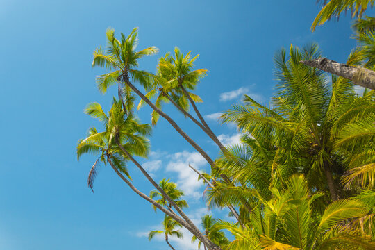 Palm trees against blue sky