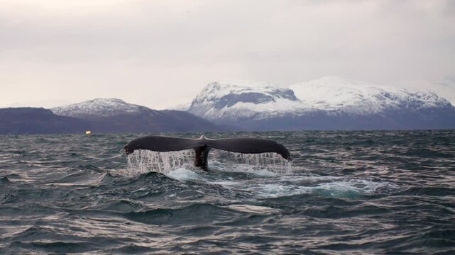 Humpback whale dives down exposing dripping fluke, Skjervoy ocean safari. Slomo